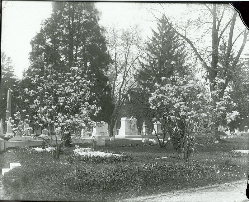 Image of Ashland Cemetery with the Lindner monument at the center of the photo. Magnolia (tulip magnolia) trees are in bloom at the front of the photo.  