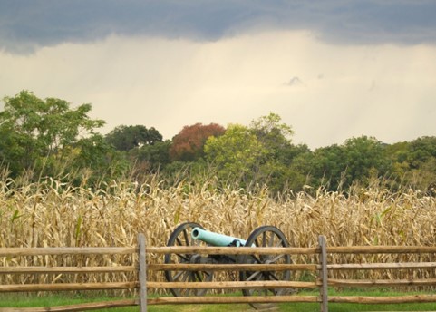 Cornfield at Antietam